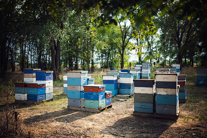 colorful beehives stacked on top of each other with trees in background