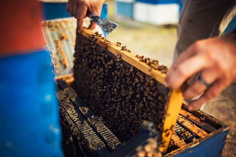 beekeeper pulling frame out of beehive