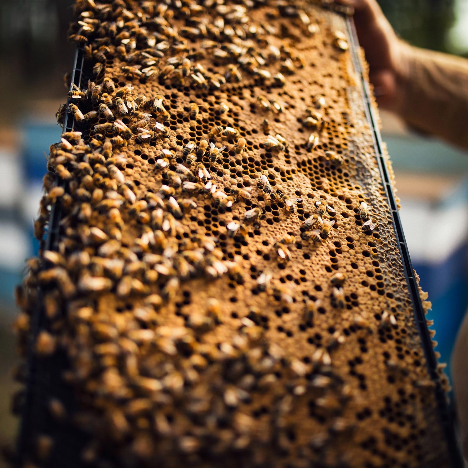 bee frame with honeycomb