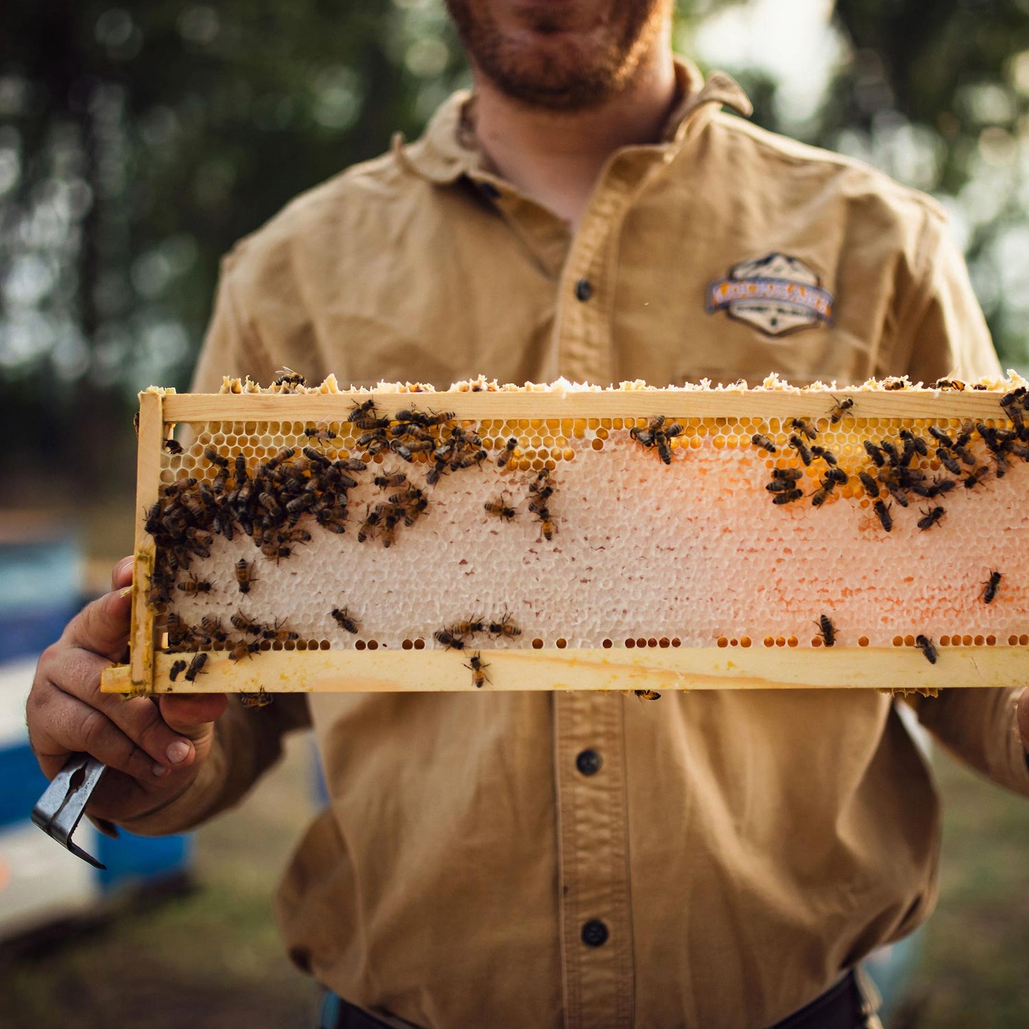 beekeeper holding frame with bees and honeycomb