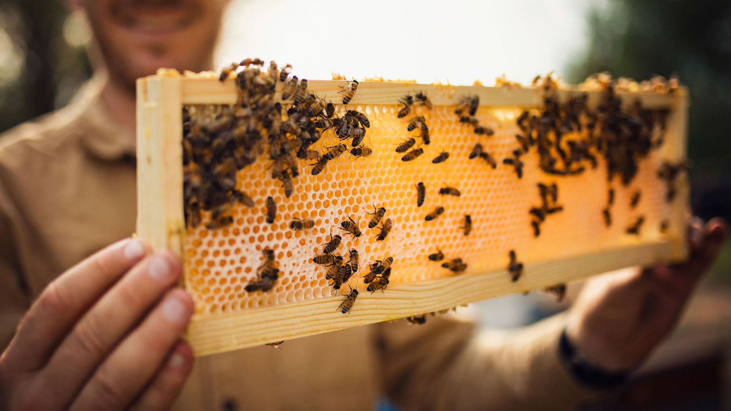 beekeeper holding bee frame with honeybees on it.