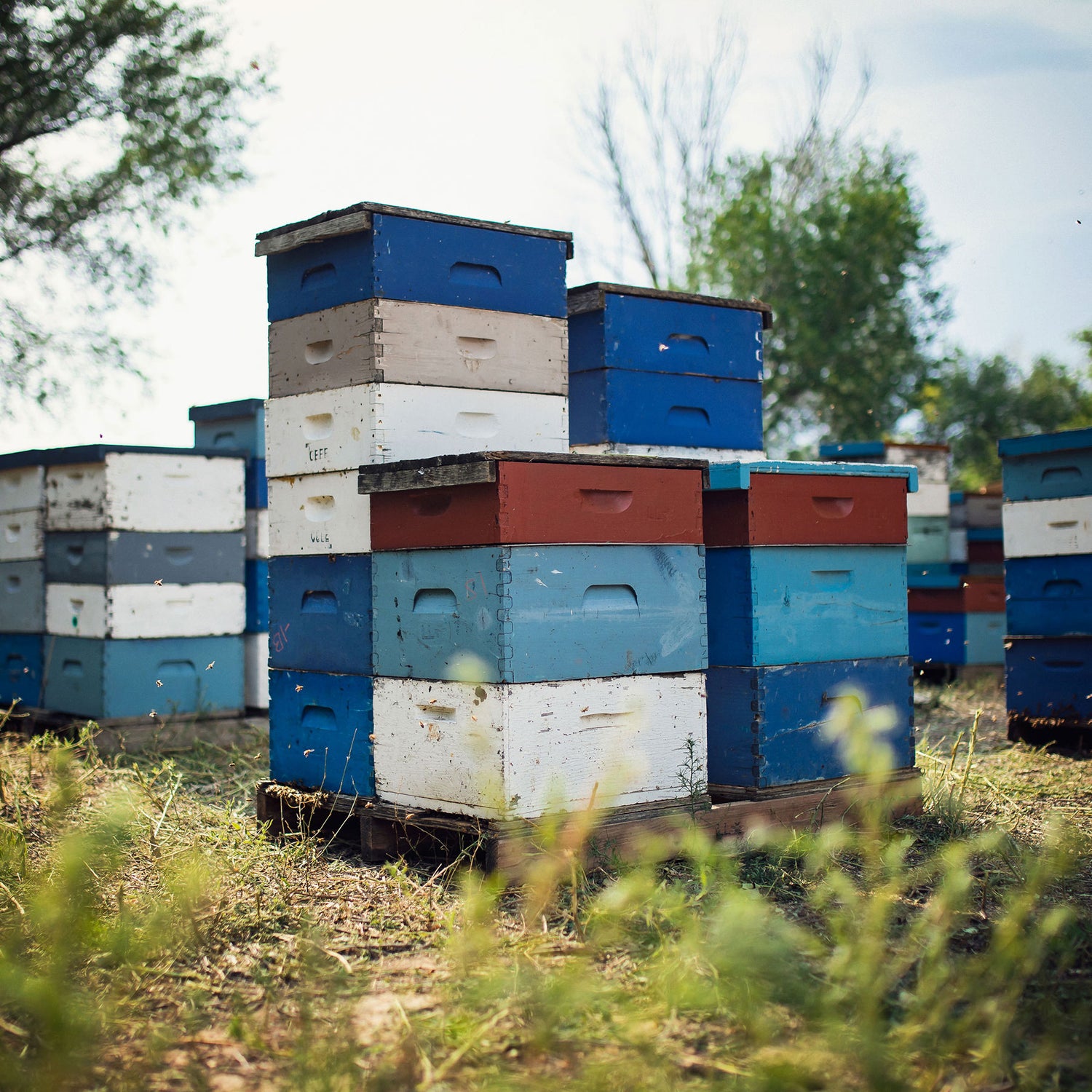 beehives with bees flying