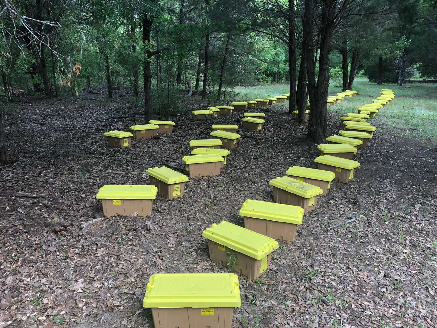 nucleus colonies of bees under trees 