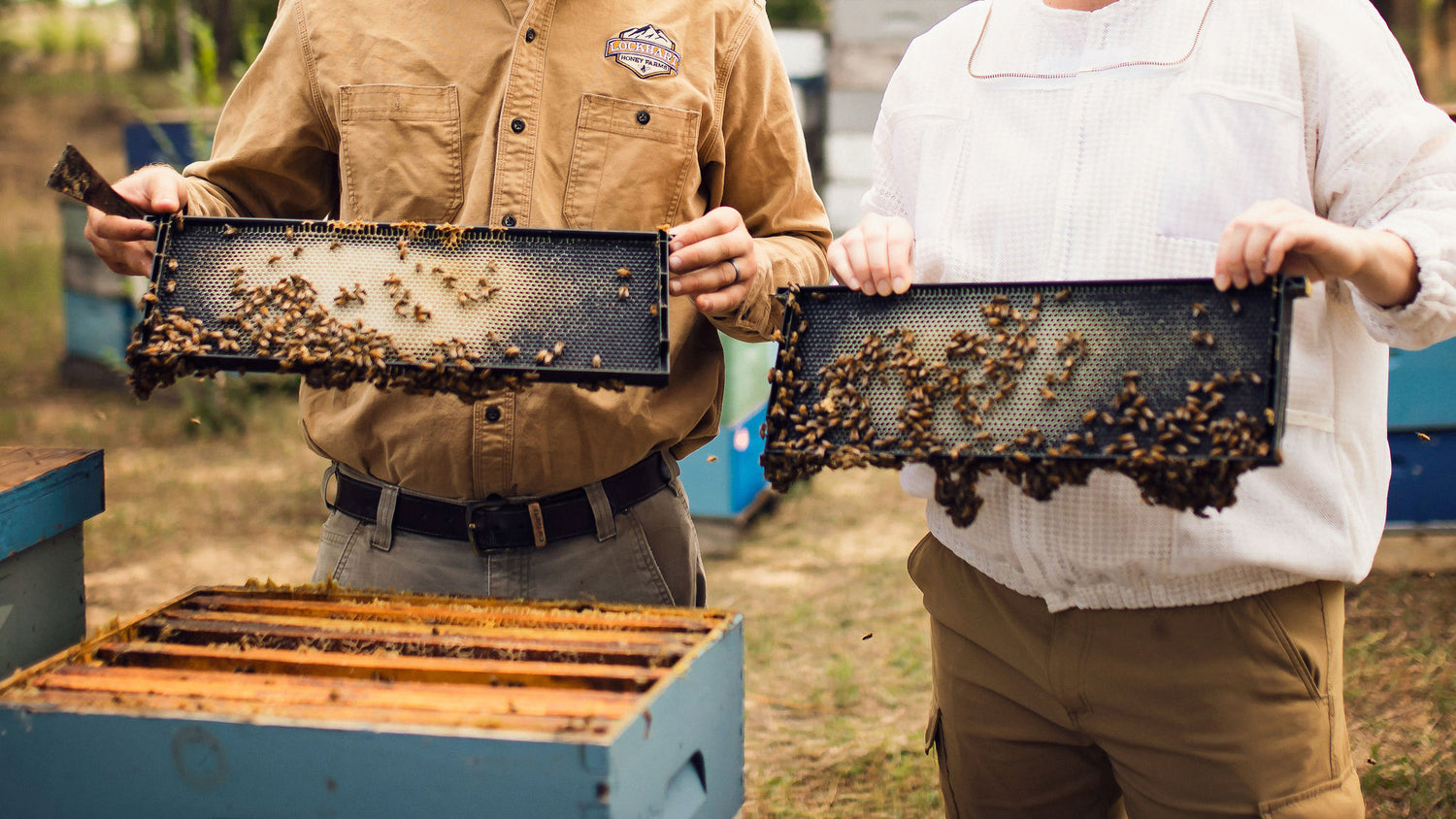 two beekeepers holding honey frames with bees on them