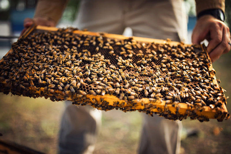 beehive frame covered in swarming bees