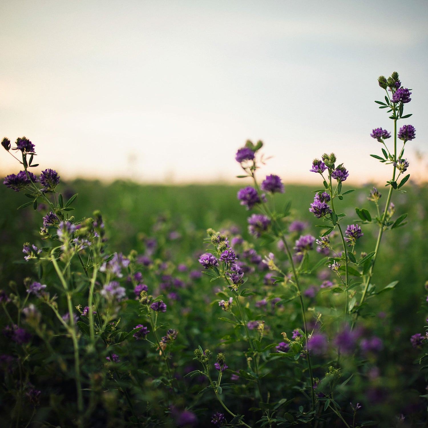 purple flowers on a green prairie