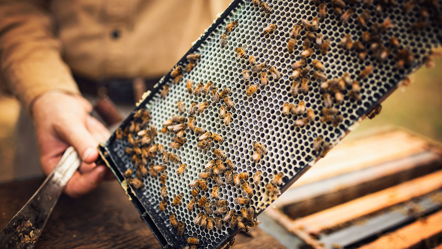 beekeeper showing bees working on beehive frame