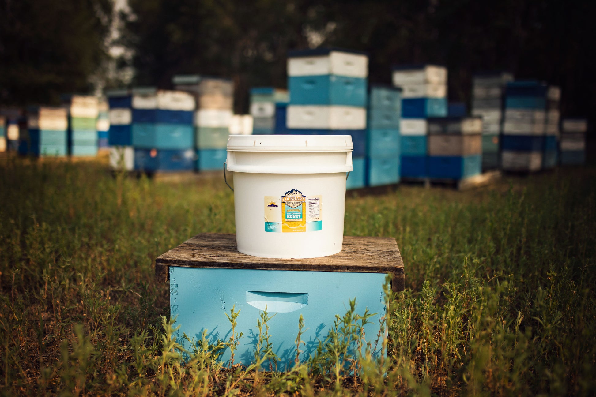 40 lb honey bucket - pure Colorado honey from Lockhart Honey Farms