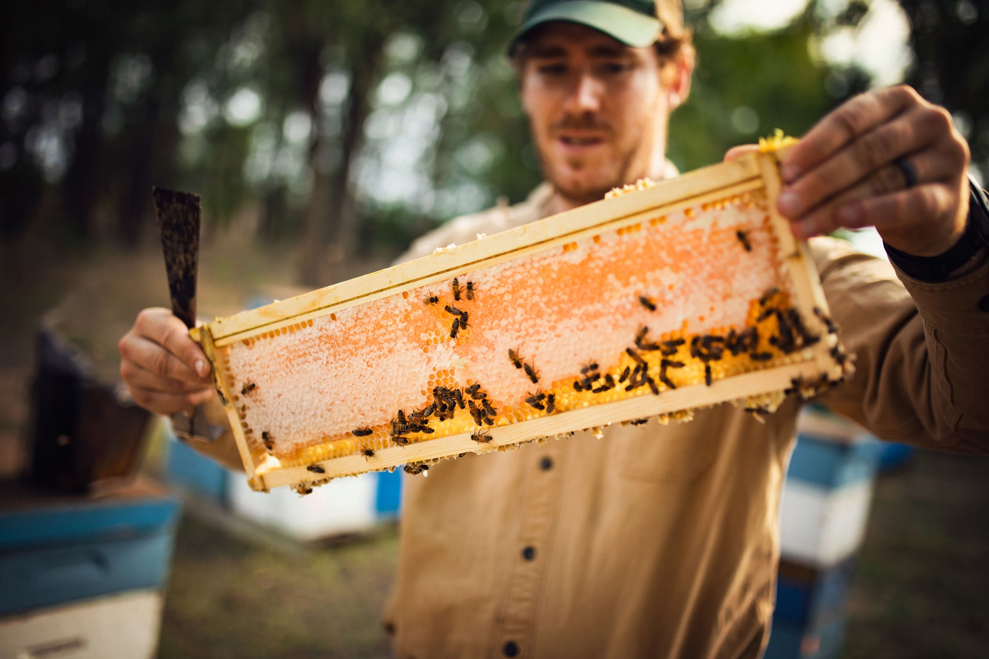 Leo Lockhart holding frame from hive covered with honey bees