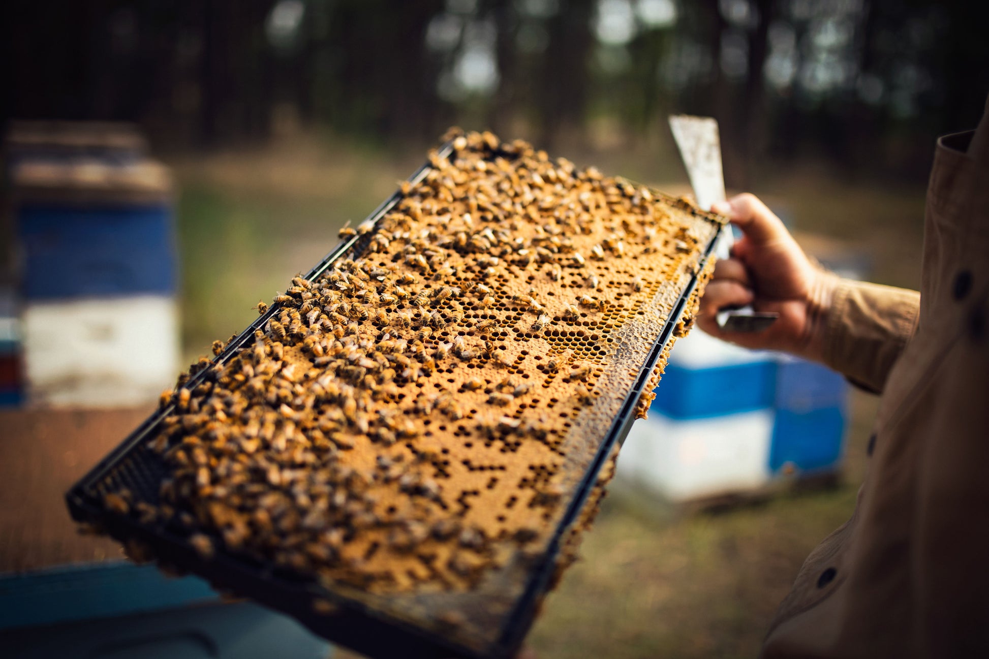 beekeeper shows how much honeycomb is in the frame